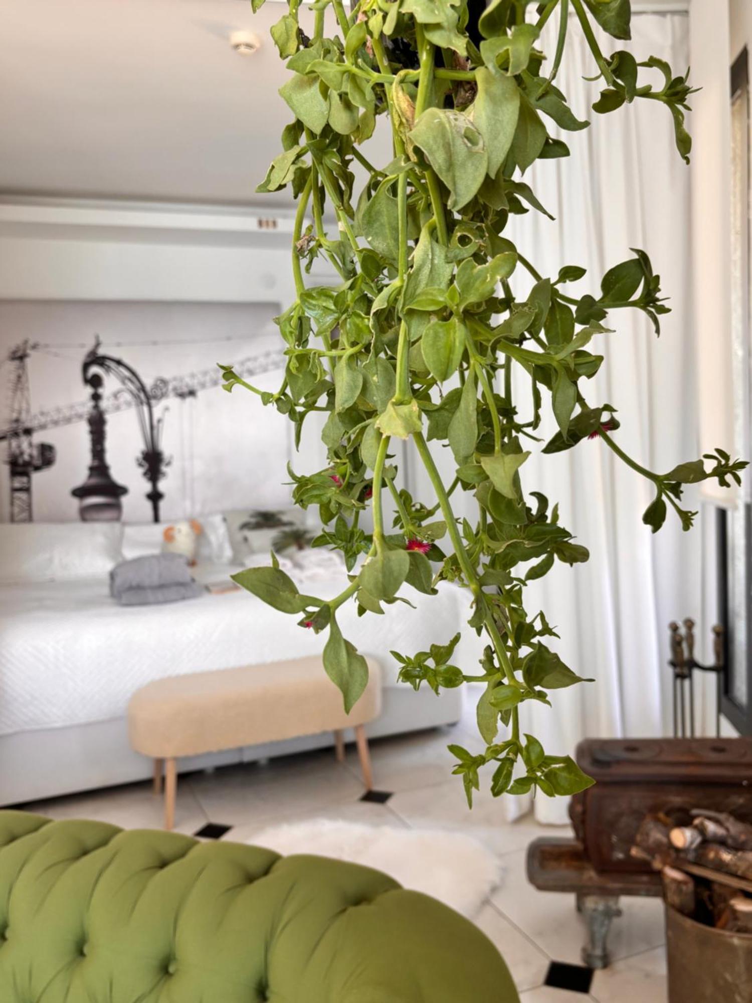 Sato Design Hotel (Adults Only) เซสเม ห้อง รูปภาพ